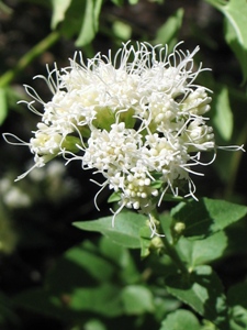 Ageratina herbacea